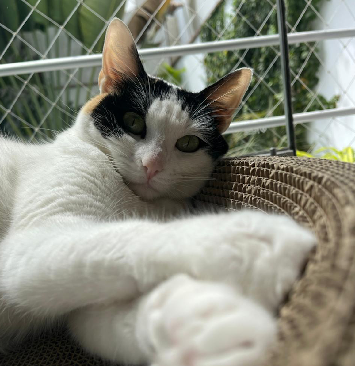 loki
